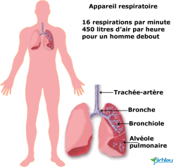 Appareil respiratoire de l'Homme