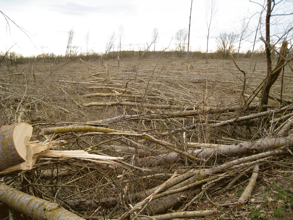 coupe rase en forêt