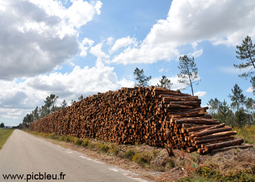 Coupe de bois dans les Landes