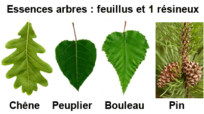 essences des arbres