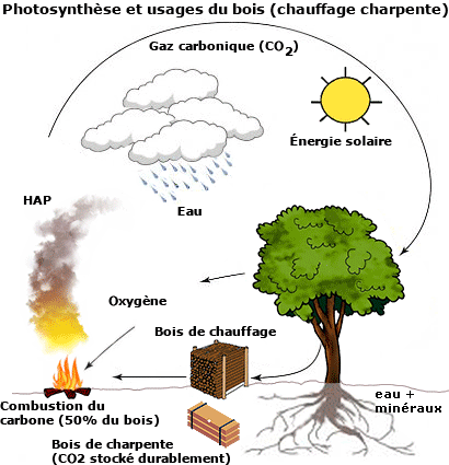 photosynthèse des arbres