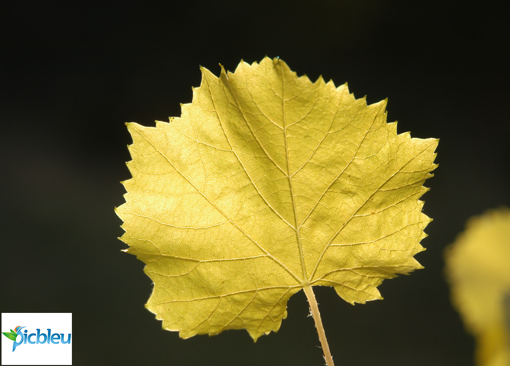 feuille-photosynthèse-oxygène