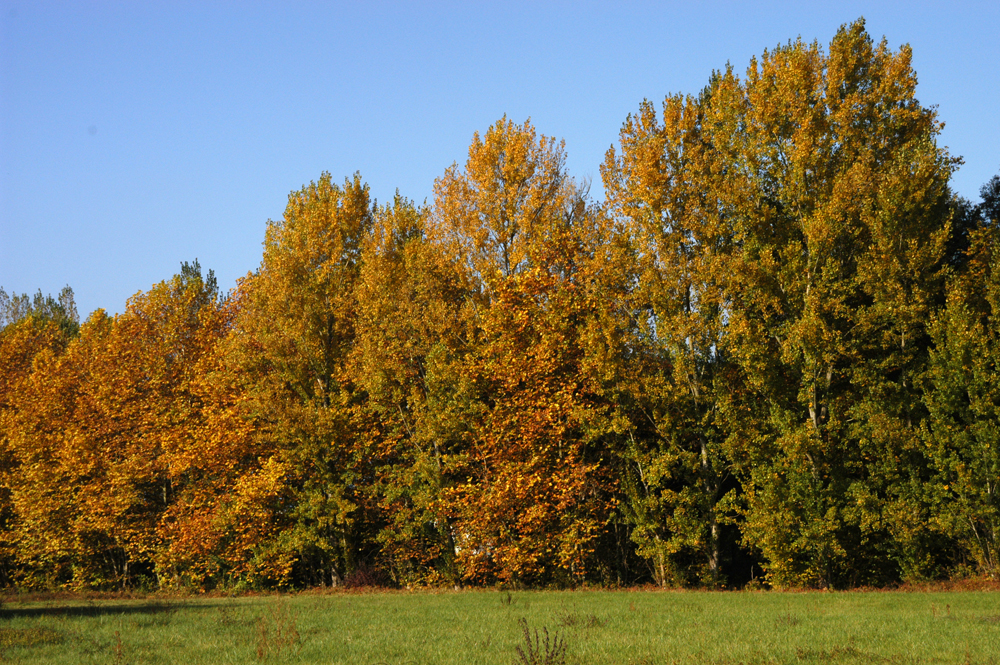 forêt-arbres-capture-co2