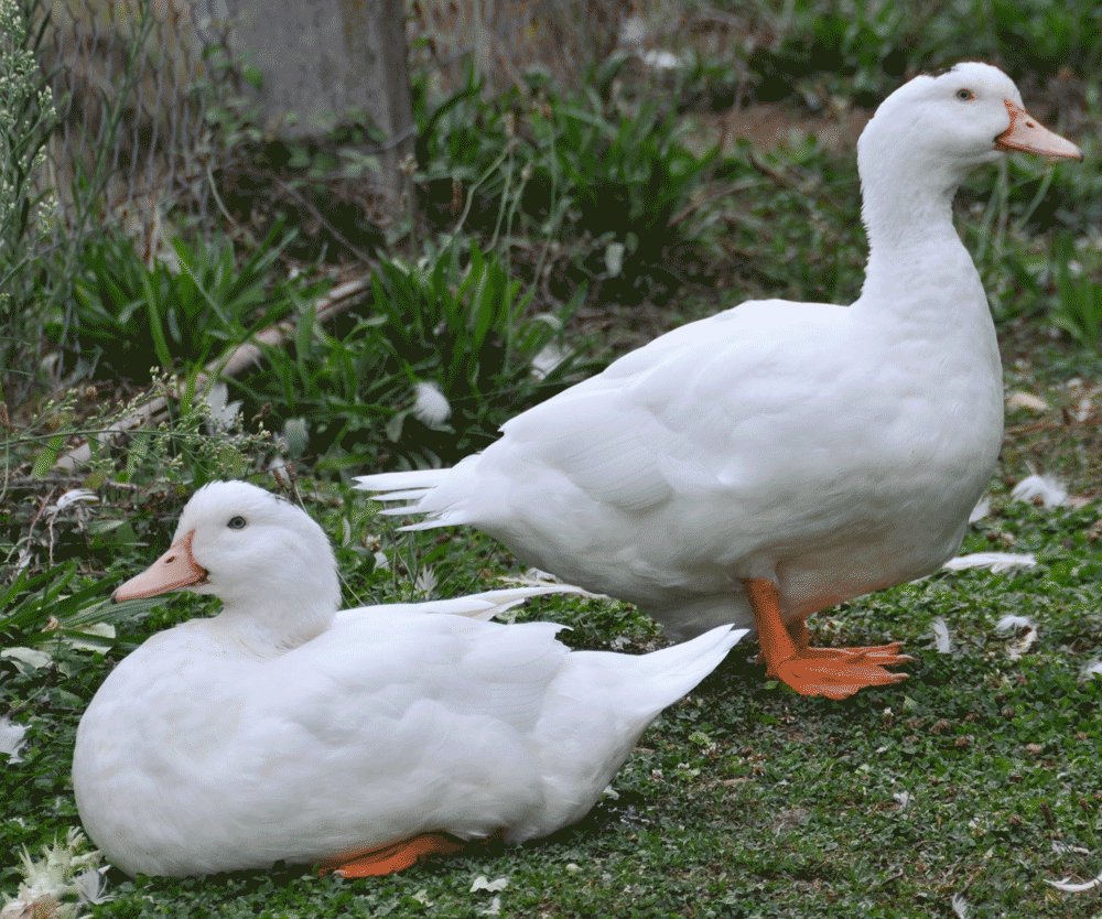 plumes-de-canards-isolation-habitat.png