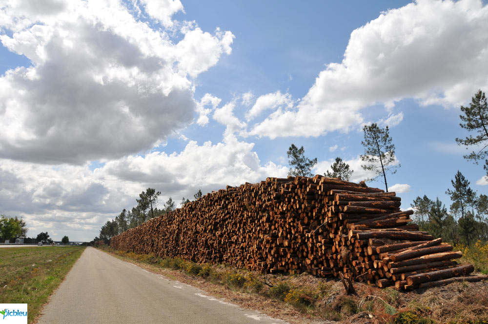 troncs-coupe-arbres-pins-alignés-bord-de-route