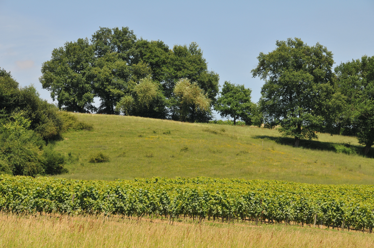 Paysage-agricole-avec-vignes-Portail-habitat-Picbleu