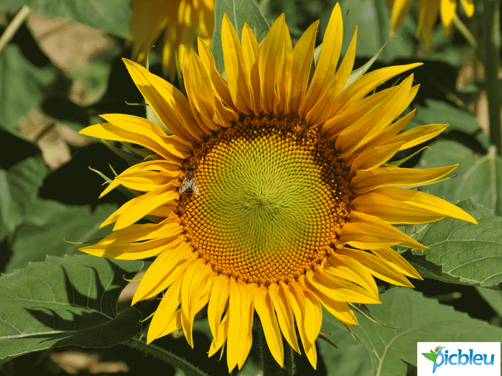 abeille-butinant-fleur-tournesol