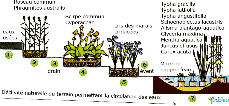 assainissement-eaux-usees-par-filtre-ecologique-plantes-aquatiques