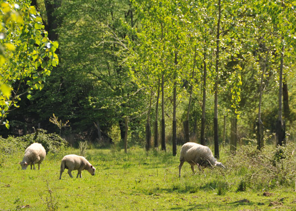 brebis-broutant-sur-terrain-à-bâtir