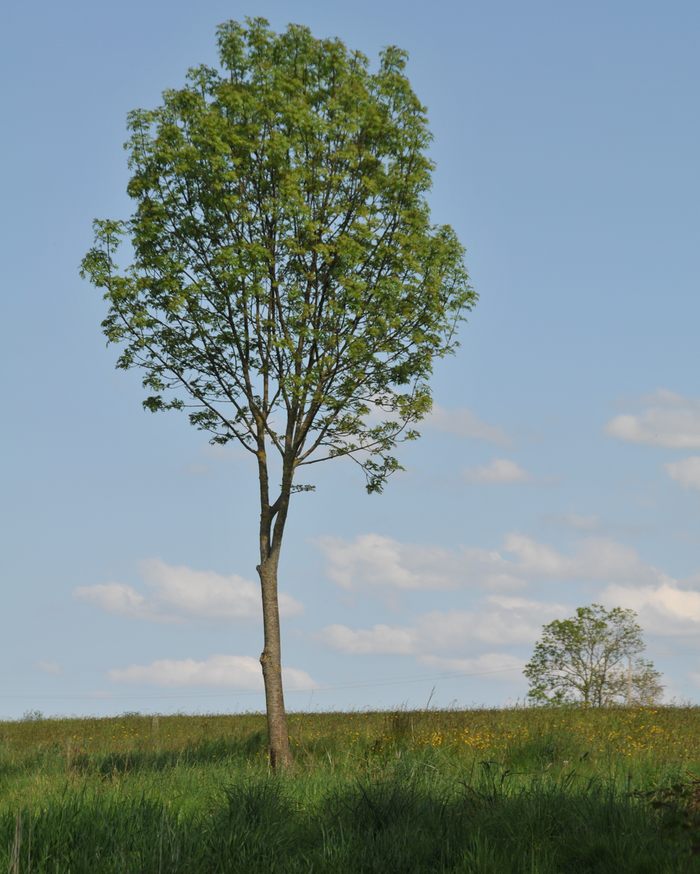 jeune-arbre-dans-un-champ