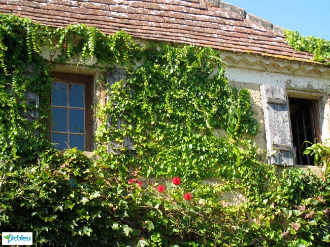 maison ancienne avec lierre