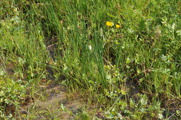 plantes-roseaux-terrain-humide