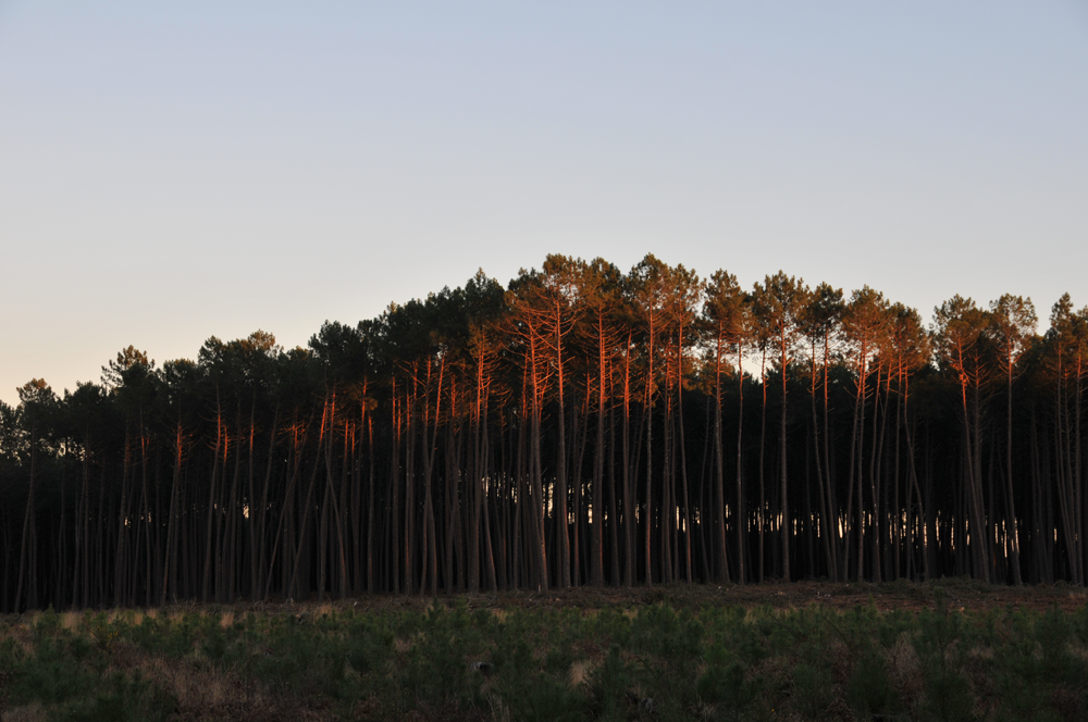 soleil-couchant-sur-foret-de-pins-Mézos-landes