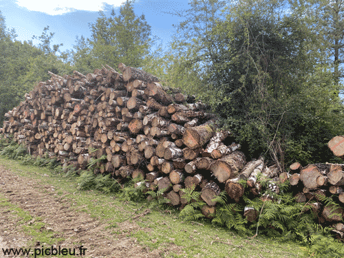 Coupe de bois en bord de route